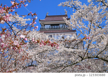 桜に包まれた鶴ヶ城（福島県・会津若松市） 123303880
