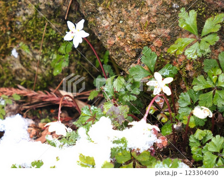 春の訪れを告げる桜の花 123304090