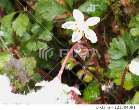 雪に埋もれる花 雪に埋もれる花 123304091