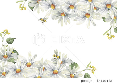 White daisy flowers watercolor banner template. Hand drawn frame with wild flowers clipart, field white botanical elements with bees for festive poster, label ,logo design. Floral petal arrangement 123304181