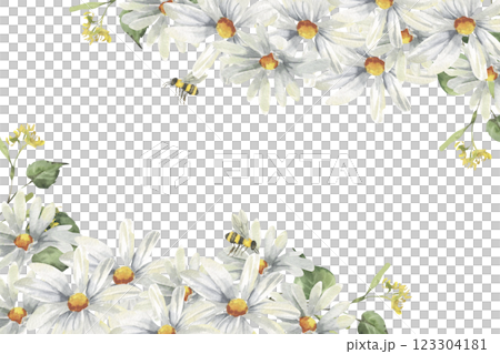 White daisy flowers watercolor banner template. Hand drawn frame with wild flowers clipart, field white botanical elements with bees for festive poster, label ,logo design. Floral petal arrangement 123304181