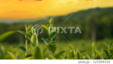 Green tea tree leaves field Fresh young tender bud herbal in farm on summer morning. Sunlight Green tea tree plant camellia sinensis in organic farm. Close up Tree tea plant green nature in morning 123304316