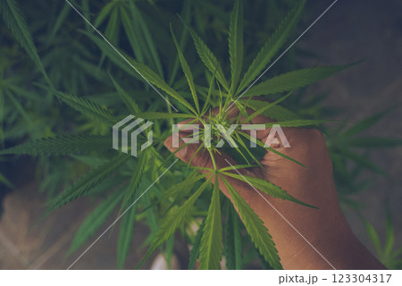 Green weed Marijuana hands picking bud tree cannabis plant narcotic herbal in CBC greenhouse. Hands with cannabis crude oil medicine farm. CBC, THC herb agriculture. Weed leaf Drug Medicine plant 123304317