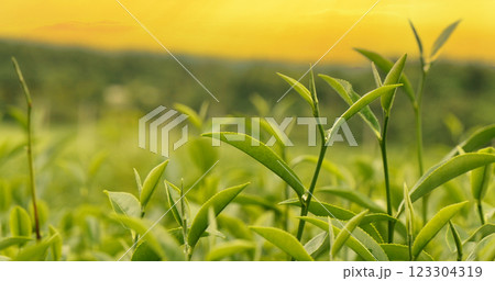 Green tea tree leaves field Fresh young tender bud herbal in farm on summer morning. Sunlight Green tea tree plant camellia sinensis in organic farm. Close up Tree tea plant green nature in morning Green tea tree leaves field Fresh young tender bud herbal in farm on summer morning. Sunlight Green tea tree plant camellia sinensis in organic farm. Close up Tree tea plant green nature in morning 123304319