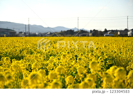 太陽の光に照らされる満開の菜の花畑 123304583