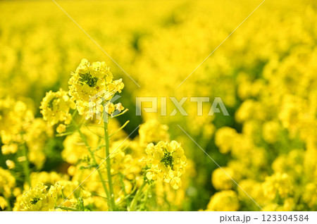 黄色に包まれた菜の花畑 123304584