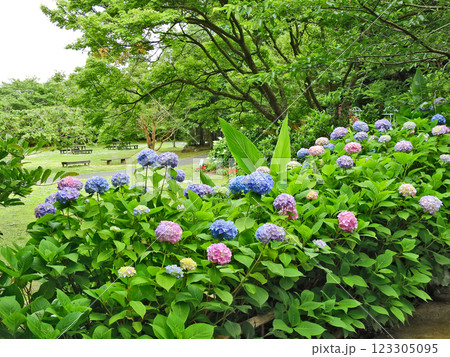 アジサイの花が咲く北九州市門司区の白野江植物公園 123305095