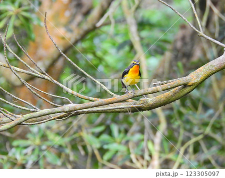 木の枝にとまって囀る美しい夏鳥キビタキ 123305097