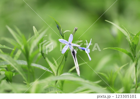 初夏に湿地で細い花びらの青い花が咲くチョウジソウ 123305101