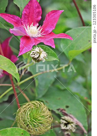 赤紫色の大輪の花が咲いたつる性植物のクレマチス 赤紫色の大輪の花が咲いたつる性植物のクレマチス 123305106