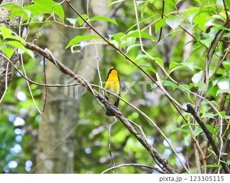 木の枝にとまって囀る黄色と黒の美しい夏鳥キビタキ 木の枝にとまって囀る黄色と黒の美しい夏鳥キビタキ 123305115