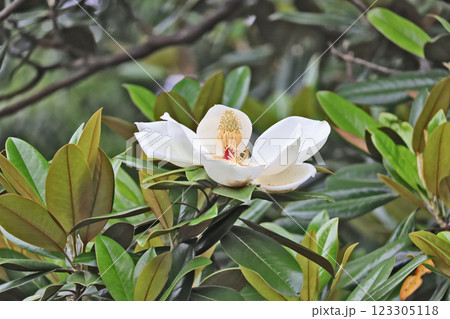 白い大きな花が上向きに咲く常緑高木タイサンボク 白い大きな花が上向きに咲く常緑高木タイサンボク 123305118