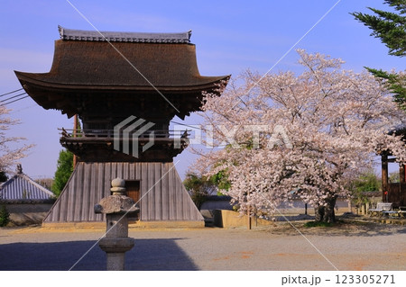 浄土寺（兵庫県小野市）鐘楼堂前に咲く桜の花 123305271