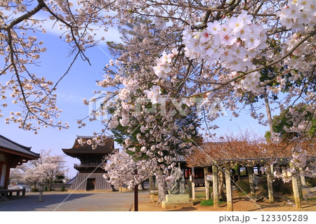 浄土寺(兵庫県小野市)鐘楼堂前に咲く桜の花 浄土寺(兵庫県小野市)鐘楼堂前に咲く桜の花 123305289