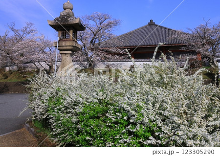 浄土寺（兵庫県小野市）浄土堂（国宝）前に咲く桜の花＆雪柳 123305290