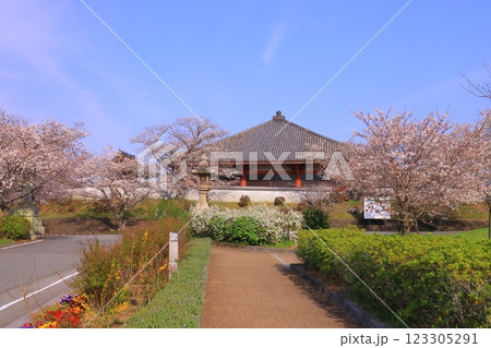 浄土寺（兵庫県小野市）浄土堂（国宝）前に咲く桜の花＆雪柳 123305291