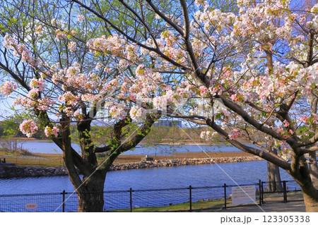 昆陽池公園（兵庫県伊丹市）の咲く桜の花 123305338