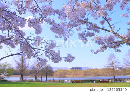 昆陽池公園(兵庫県伊丹市)の咲く桜の花 昆陽池公園(兵庫県伊丹市)の咲く桜の花 123305340