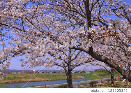 小野桜つづみ廻廊（兵庫県小野市）に咲く満開の桜 123305345