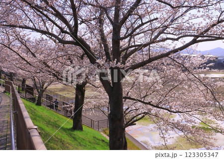 権現池(兵庫県小野市)の咲く桜の花 権現池(兵庫県小野市)の咲く桜の花 123305347