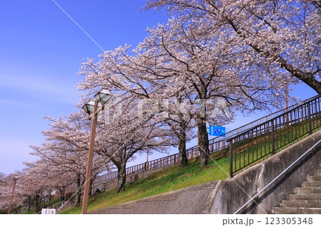 権現池（兵庫県小野市王子町）土手に咲く満開の桜 123305348