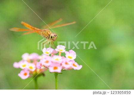 Orange Dragonfly Perched on Pink Lantana Flower, Close-Up Macro Orange Dragonfly Perched on Pink Lantana Flower, Close-Up Macro 123305850