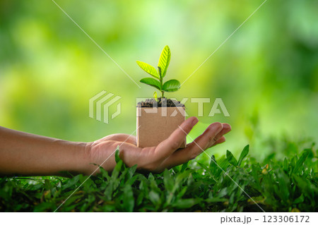 Hands holding a small green plant symbolizing growth and care for the environment,The concept of saving the world and passing on nature Hands holding a small green plant symbolizing growth and care for the environment,The concept of saving the world and passing on nature 123306172