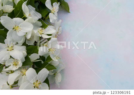 White apple blossoms on a light background with a place for your text. Spring season, spring colors. Wallpaper, background. 123306191