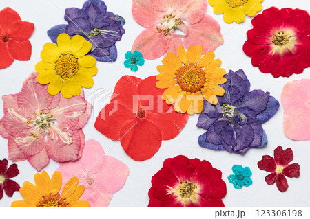 Herbarium, dry plants on a white background. Flowers, leaves, inflorescences, petals. 123306198