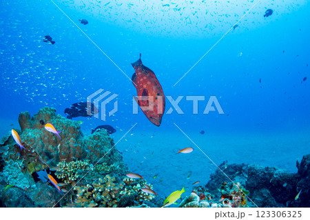 アザハタとスカシテンジクダイ 小笠原 東京都 アザハタとスカシテンジクダイ 小笠原 東京都 123306325