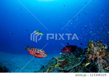 アザハタとスカシテンジクダイ　小笠原　東京都 123306329