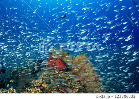 アザハタとスカシテンジクダイ　小笠原　東京都 123306332