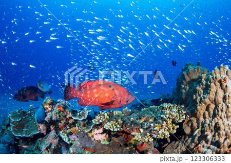 アザハタとスカシテンジクダイ 小笠原 東京都 アザハタとスカシテンジクダイ 小笠原 東京都 123306333