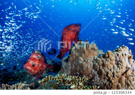 アザハタとスカシテンジクダイ　小笠原　東京都 123306334