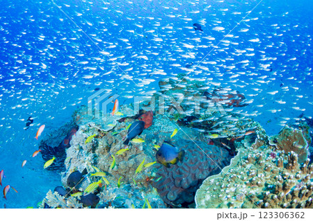 小笠原 スカシテンジクダイの群れ 小笠原 スカシテンジクダイの群れ 123306362