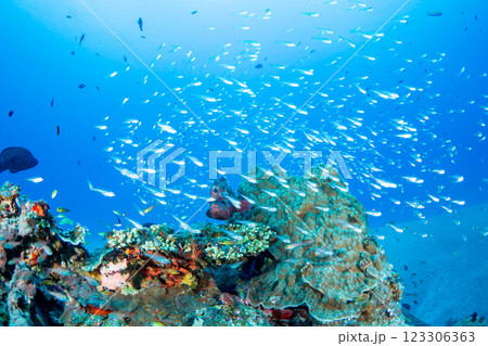 小笠原 スカシテンジクダイの群れ 小笠原 スカシテンジクダイの群れ 123306363