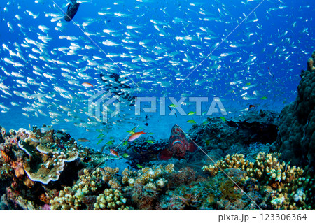 小笠原 スカシテンジクダイの群れ 小笠原 スカシテンジクダイの群れ 123306364