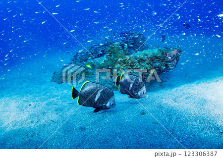 ユウゼン　小笠原　東京都 123306387