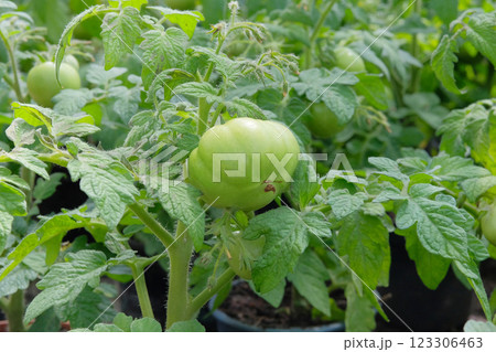 Green tomatoes is growing in a rustic garden. Vegetable culture. Growing tomato. Cottage garden. Sunlit vegetables. 123306463