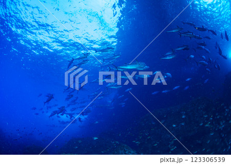 マグロ穴のイソマグロ　小笠原　東京都 123306539