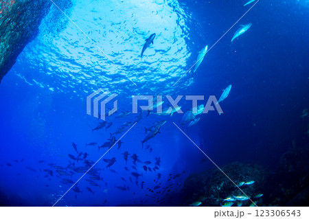 マグロ穴のイソマグロ　小笠原　東京都 123306543