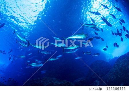 マグロ穴のイソマグロ　小笠原　東京都 123306553