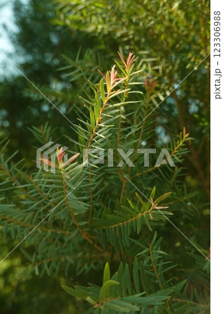 Melaleuca bracteata macro leaves small world Melaleuca bracteata macro leaves small world 123306988