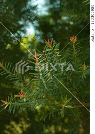 Melaleuca bracteata macro leaves small world 123306989