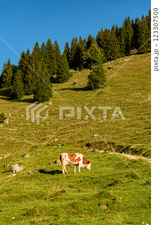 Cow in an alpine scenery on sunny day in summer in the Bavarian Alps Cow in an alpine scenery on sunny day in summer in the Bavarian Alps 123307509