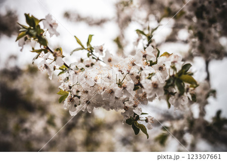 Delicate White Blossoms on a Spring Day in Nature 123307661