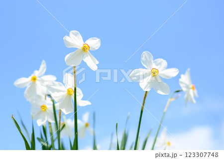 Close up of white Narcissus flowers in spring meadow 123307748
