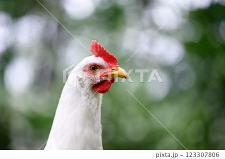 Portrait of free range white chicken Leghorn breed Portrait of free range white chicken Leghorn breed 123307806