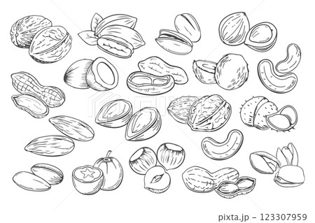 Hand drawn nuts. Set of different nuts. Pistachio, cashew, coconut, hazelnut and macadamia. Illustration in sketch retro style 123307959