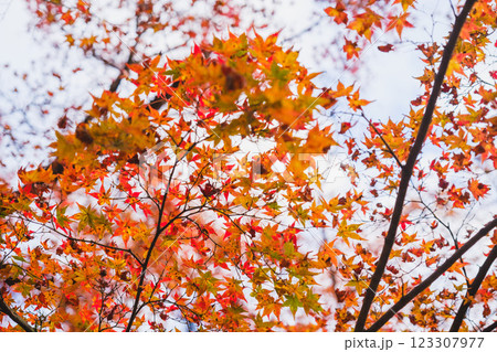 [古知谷 阿弥陀寺]色鮮やかな紅葉 123307977